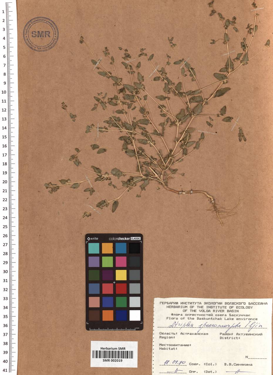 SMR002019, Atriplex sphaeromorpha Iljin, Eastern Europe, Lower Volga region (E9) (Russia)