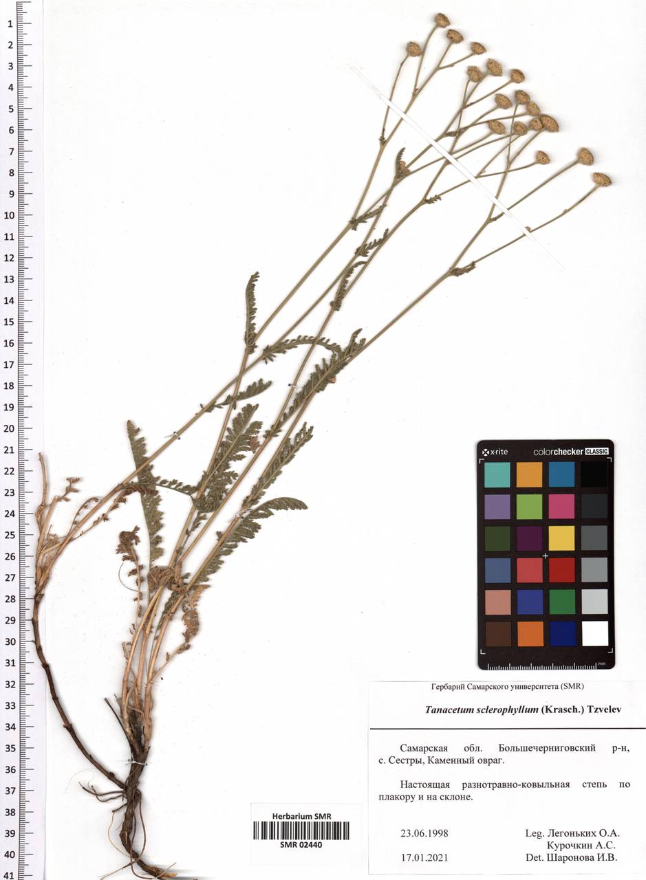 Tanacetum kittaryanum subsp. sclerophyllum (Krasch.) Tzvelev, Eastern Europe, Middle Volga region (E8) (Russia)