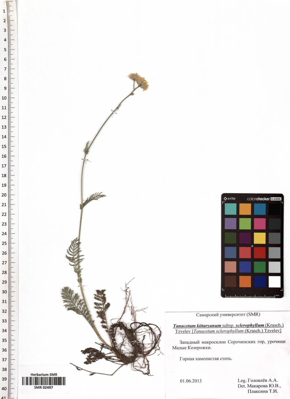 Tanacetum kittaryanum subsp. sclerophyllum (Krasch.) Tzvelev, Eastern Europe, Middle Volga region (E8) (Russia)