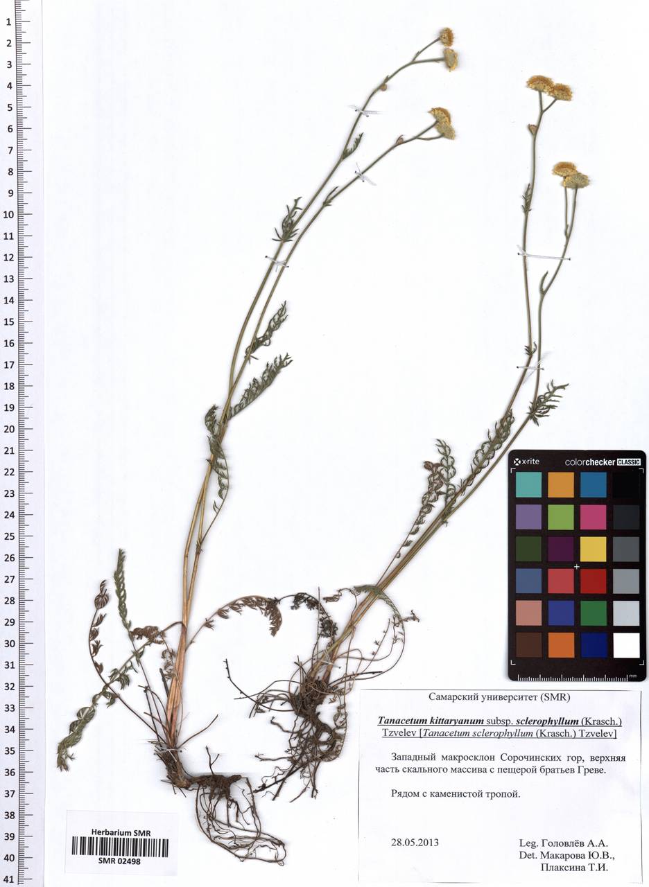 Tanacetum kittaryanum subsp. sclerophyllum (Krasch.) Tzvelev, Eastern Europe, Middle Volga region (E8) (Russia)