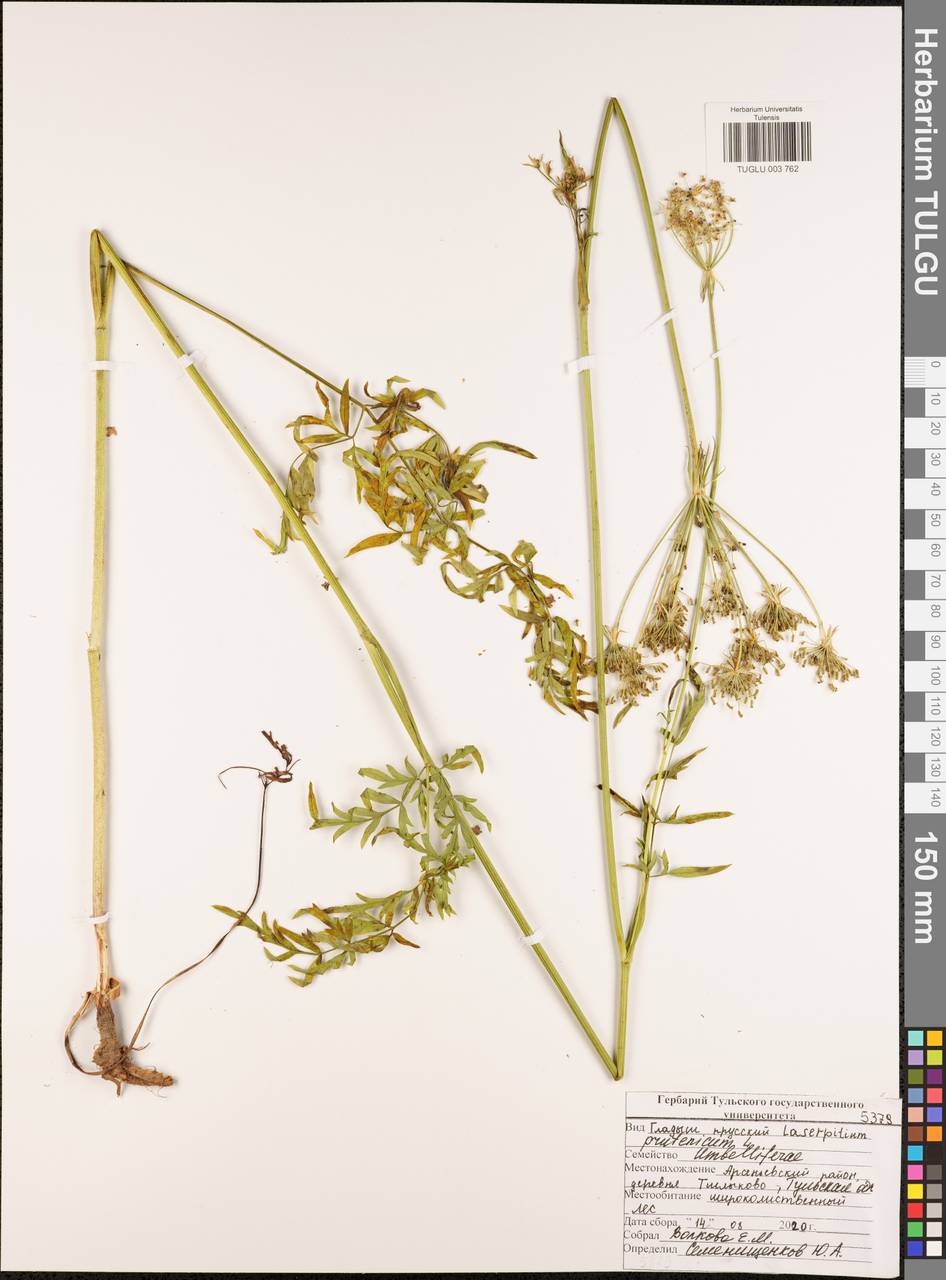 Silphiodaucus prutenicus subsp. prutenicus, Eastern Europe, Central region (E4) (Russia)