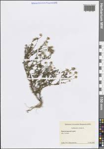 Пупавка собачья, Пупавка вонючая L., Кавказ, Черноморское побережье (от Новороссийска до Адлера) (K3) (Россия)