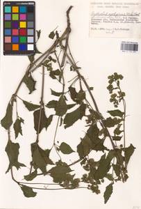 Мирабилис ночецветный (Michx.) Mac Mill., Восточная Европа, Южно-Украинский район (E12) (Украина)
