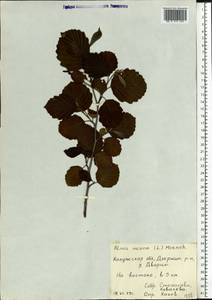 Ольха серая (L.) Moench, Восточная Европа, Центральный район (E4) (Россия)