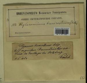 Loeskeobryum brevirostre (Brid.) M. Fleisch., Гербарий мохообразных, Мхи - Западная Европа (BEu) (Австрия)