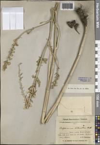 Живокость дваждытройчатая Huth, Средняя Азия и Казахстан, Сырдарьинские пустыни и Кызылкумы (M7) (Узбекистан)