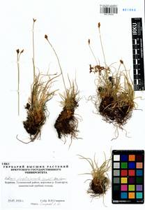 Carex simpliciuscula Wahlenb., Сибирь, Прибайкалье и Забайкалье (S4) (Россия)