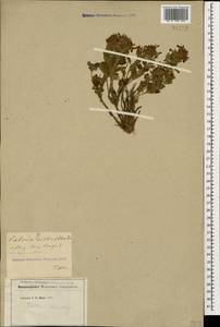 Дубровник обыкновенный L., Кавказ, Грузия (K4) (Грузия)