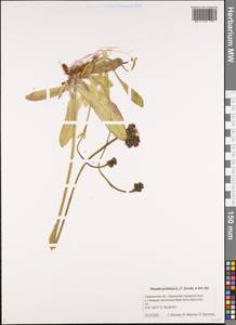 Pilosella aurantiaca subsp. aurantiaca, Сибирь, Дальний Восток (S6) (Россия)
