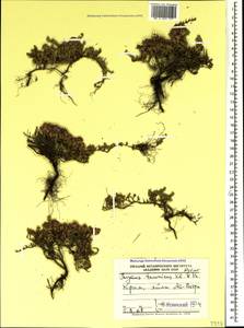Тимьян крымский, Чабрец крымский Klokov & Des.-Shost., Крым (KRYM) (Россия)