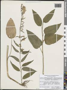 Колокольчик рапунцелевидный L., Восточная Европа, Центральный лесостепной район (E6) (Россия)