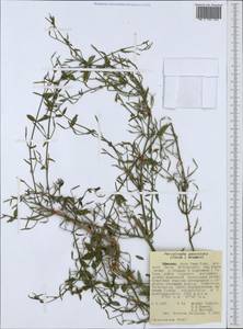 Dicliptera paniculata (Forssk.) I.Darbysh., Африка (AFR) (Эфиопия)