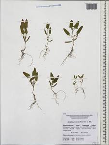 Лебеда лежачая, Лебеда простертая DC., Кавказ, Краснодарский край и Адыгея (K1a) (Россия)