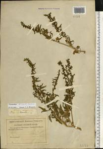 Blitum virgatum subsp. virgatum, Восточная Европа, Центральный лесостепной район (E6) (Россия)
