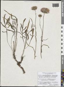 Наголоватка васильковая (L.) Rchb., Восточная Европа, Центральный лесостепной район (E6) (Россия)