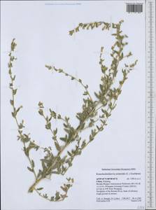 Терескен хохолковый (L.) Gueldenst., Зарубежная Азия (ASIA) (КНР)