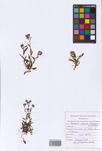 Myosotis decumbens subsp. decumbens, Восточная Европа, Северный район (E1) (Россия)
