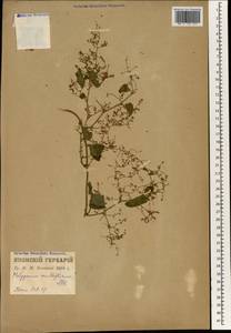 Reynoutria multiflora (Thunb.) Moldenke, Зарубежная Азия (ASIA) (Япония)