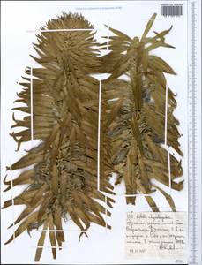 Lobelia rhynchopetalum Hemsl., Африка (AFR) (Эфиопия)
