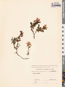 Рододендрон камчатский Pall., Сибирь, Чукотка и Камчатка (S7) (Россия)