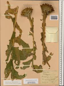 Василек крупноголовчатый Muss. Puschk. ex Willd., Кавказ, Армения (K5) (Армения)