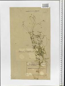 Звездчатка длиннолистная, Звездчатка раскидистая (Regel) Muhl. ex Willd., Восточная Европа, Северный район (E1) (Россия)