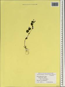 Дихроцефала цельнолистная (L. fil.) Kuntze, Кавказ, Краснодарский край и Адыгея (K1a) (Россия)