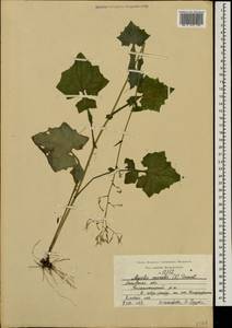 Мицелис стенной (L.) Dumort., Восточная Европа, Московская область и Москва (E4a) (Россия)