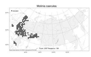 Molinia caerulea, Молиния голубая (L.) Moench, Атлас флоры России (FLORUS) (Россия)