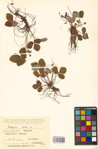 Земляника лесная L., Восточная Европа, Центральный район (E4) (Россия)