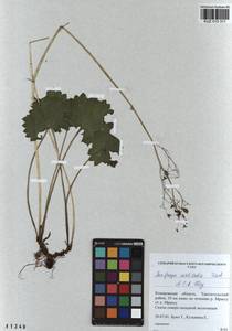 Камнеломка летняя (Fisch. & C.A.Mey.) Elven & D.F.Murray, Сибирь, Алтай и Саяны (S2) (Россия)