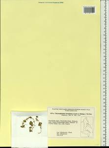 Селезеночник четырехтычинковый (N. Lund) Th. Fr., Сибирь, Чукотка и Камчатка (S7) (Россия)