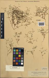 Saponaria floribunda (Kar. Kir.) Boiss., Средняя Азия и Казахстан, Муюнкумы, Прибалхашье и Бетпак-Дала (M9) (Казахстан)
