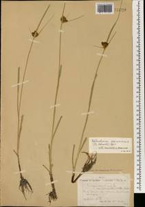 Клубнекамыш плоскостебельный (F.Schmidt) T.V.Egorova, Монголия (MONG) (Монголия)