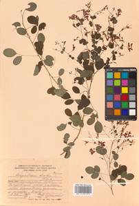 Леспедеца двуцветная Turcz., Сибирь, Дальний Восток (S6) (Россия)