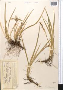 Ирис короткотрубчатый (Maxim.) Doronkin, Средняя Азия и Казахстан, Северный и Центральный Тянь-Шань (M4) (Казахстан)