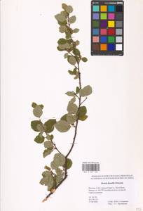 Береза приземистая Schrank, Восточная Европа, Московская область и Москва (E4a) (Россия)