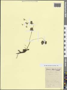 Герань пиренейская Burm. f., Кавказ, Армения (K5) (Армения)