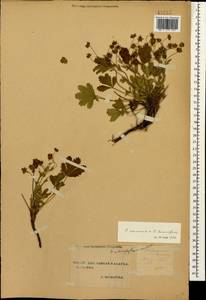 Potentilla cinerea subsp. incana (G. Gaertn., B. Mey. & Scherb.) Asch., Кавказ, Ставропольский край, Карачаево-Черкесия, Кабардино-Балкария (K1b) (Россия)