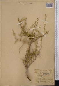Xylosalsola arbuscula (Pall.) Tzvelev, Средняя Азия и Казахстан, Каракумы (M6) (Туркмения)