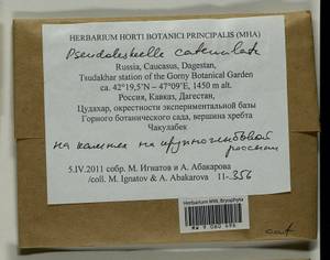 Pseudoleskeella catenulata (Brid. ex Schrad.) Kindb., Гербарий мохообразных, Мхи - Северный Кавказ и Предкавказье (B12) (Россия)