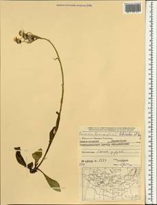 Tephroseris turczaninovii subsp. turczaninovii, Монголия (MONG) (Монголия)
