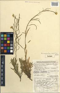 Rhammatophyllum erysimoides (Kar. & Kir.) Al-Shehbaz & O.Appel, Монголия (MONG) (Монголия)