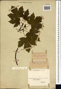 Acer heldreichii subsp. trautvetteri (Medvedev) A. E. Murray, Кавказ, Ставропольский край, Карачаево-Черкесия, Кабардино-Балкария (K1b) (Россия)