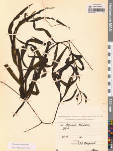 Рдест альпийский Balb., Сибирь, Чукотка и Камчатка (S7) (Россия)