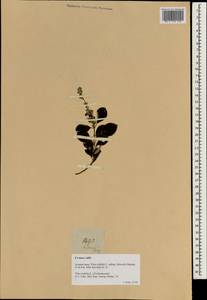 Vitex trifolia subsp. litoralis Steenis, Зарубежная Азия (ASIA) (Филиппины)