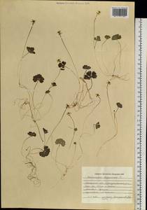 Coptidium lapponicum (L.) Á. Löve & D. Löve, Сибирь, Западная Сибирь (S1) (Россия)