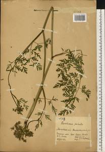 Гирчовница болотная (L.) Hoffm., Восточная Европа, Московская область и Москва (E4a) (Россия)