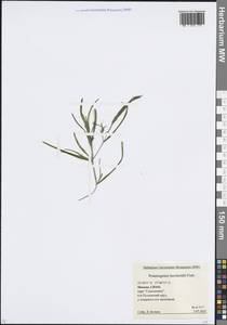 Рдест Берхтольда Fieber, Восточная Европа, Московская область и Москва (E4a) (Россия)