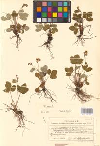 Земляника лесная L., Восточная Европа, Восточный район (E10) (Россия)